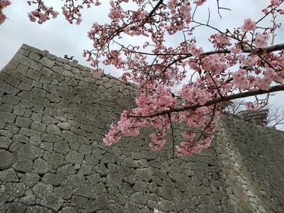 咲き始めの桜と高石垣