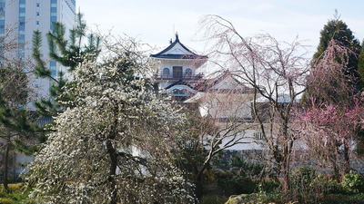 枝垂れ梅・枝垂れ桜と模擬天守