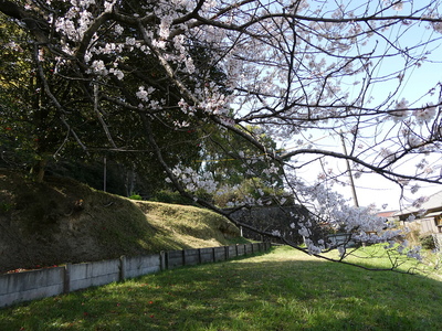 北側帯曲輪と桜