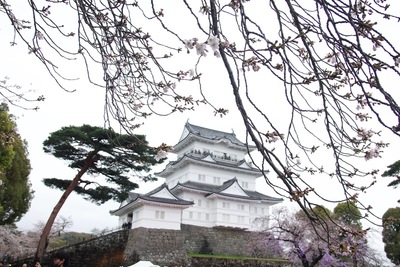 桜と天守