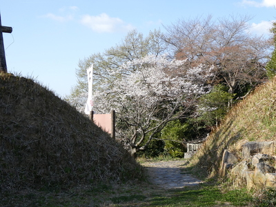 虎口と桜