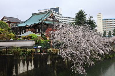 滝野川城_金剛寺