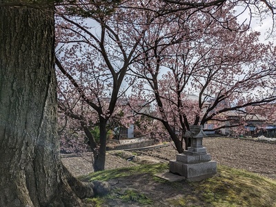 桜の井川城