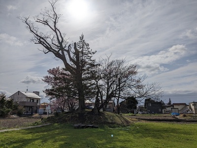 桜の井川城