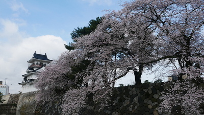 模擬天守東側の桜