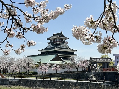 西側桜堤から