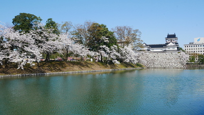 西側水堀と桜