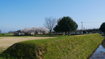 二の丸土塁と桜