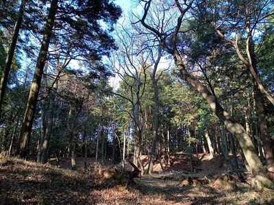 土山城　虎口から主郭