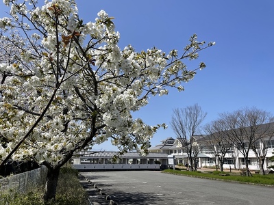 春の長島城跡(長島中学校)と桜