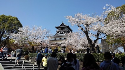 桜満開