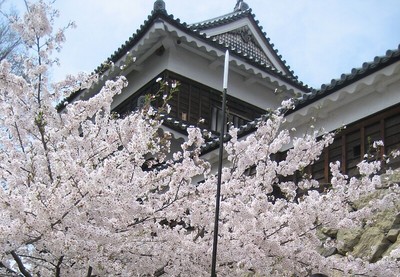 満開の桜と南櫓