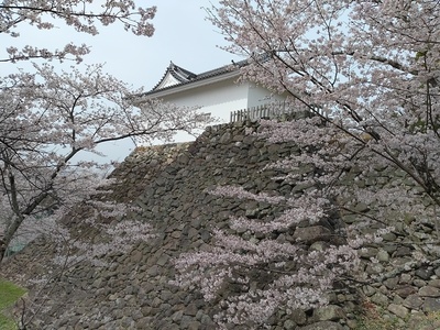 多門櫓と桜