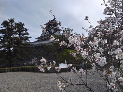 天守と桜