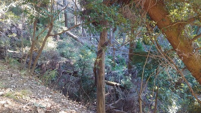 北野神社東側下部の荒れた曲輪