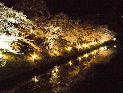 水堀を彩る夜桜　光の回廊