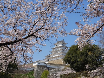 桜と天守