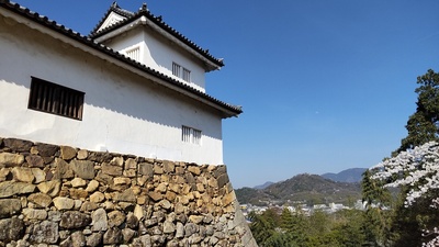 天秤櫓から桜と佐和山城址を望む。