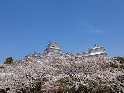 桜と天守