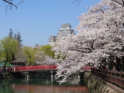 桜と天守