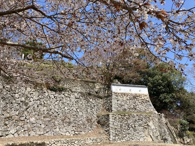 桜と備中松山城