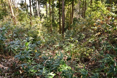 土橋から見た堀切