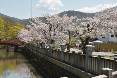 桜の躑躅ヶ崎館の水堀