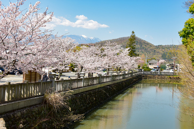 桜が咲く躑躅ヶ崎館の水堀