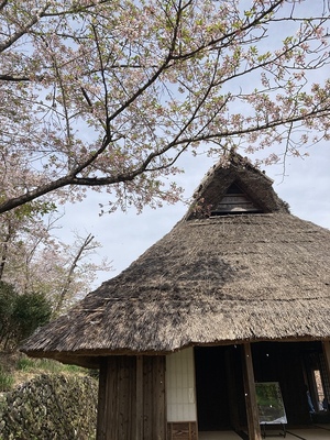 桜と山村民家