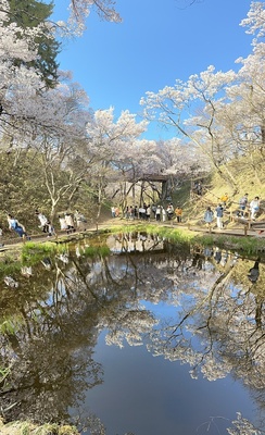 桜雲橋の堀と池に映るリフレイン