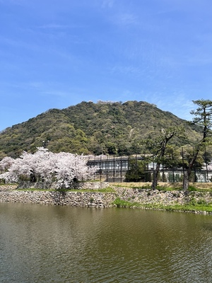 桜咲く山の上丸