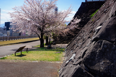 満開の桜の甲府城