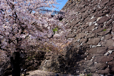 満開の桜と甲府城石垣