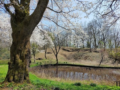 二の丸の池越しの土塁