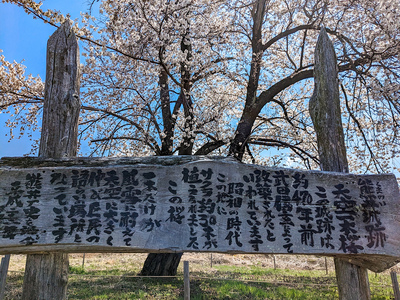 北熊井城の天空一本桜