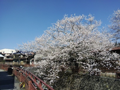 遠山桜（恵那市指定文化財）