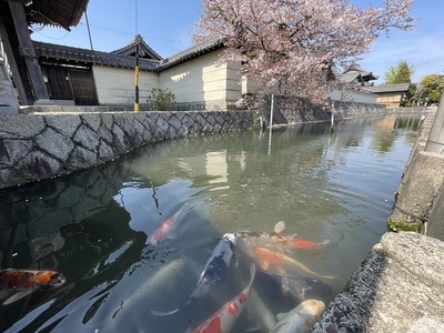 錦鯉と春の蒔田城跡(長明寺)