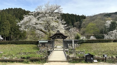 桜と唐門