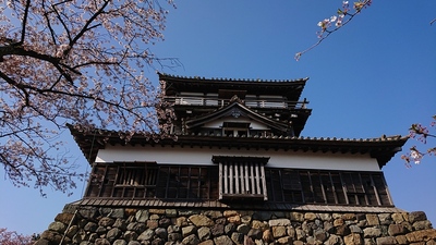 丸岡城と桜