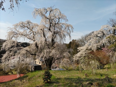 枝垂れ桜