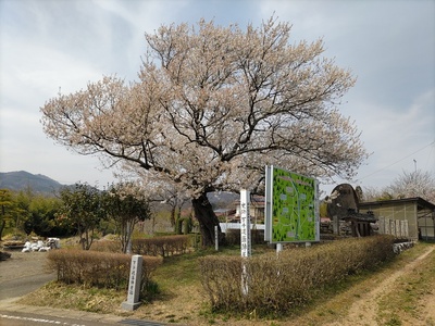 陣屋桜