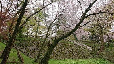 石垣と桜