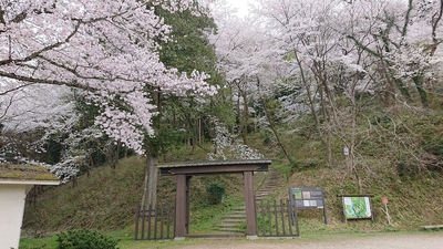 冠木門と桜