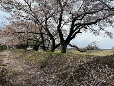 土塁上に咲く桜