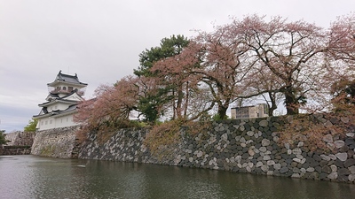 桜がなかった