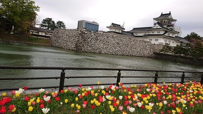 富山城とチューリップ