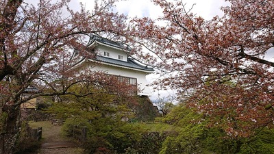 桜がなかった