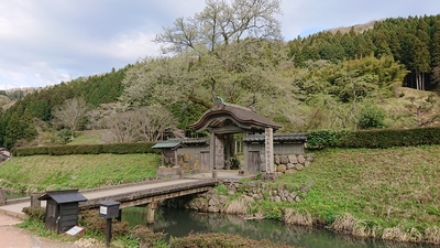 桜がなかった