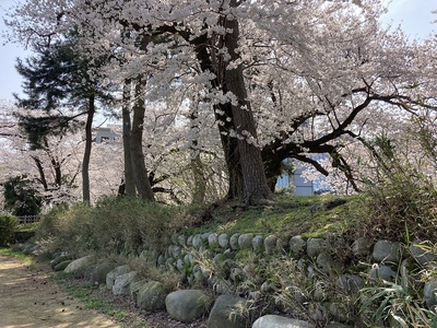 土塁（本丸南側）