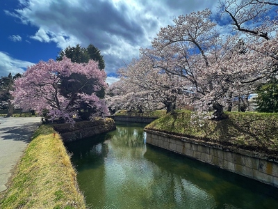 水堀と桜